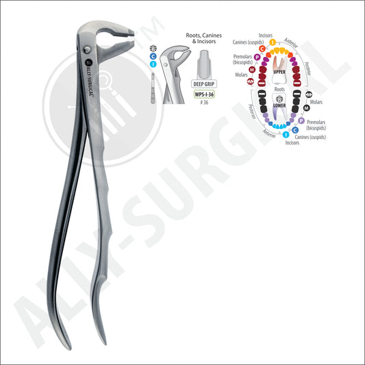 INCISOR, PREMOLAR EXTRACTION FORCEPS RIGHT AND LEFT #36