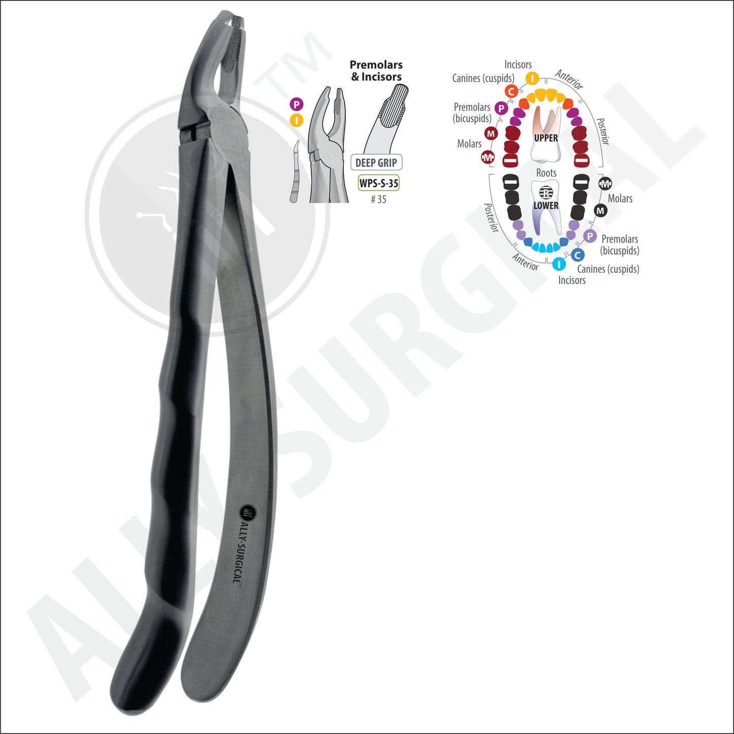 ANTERIOR INCISOR AND CANINE EXTRACTION FORCEPS #35